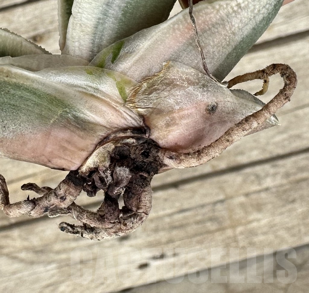 SHPR34051 Gasteria batesiana white - Image 2