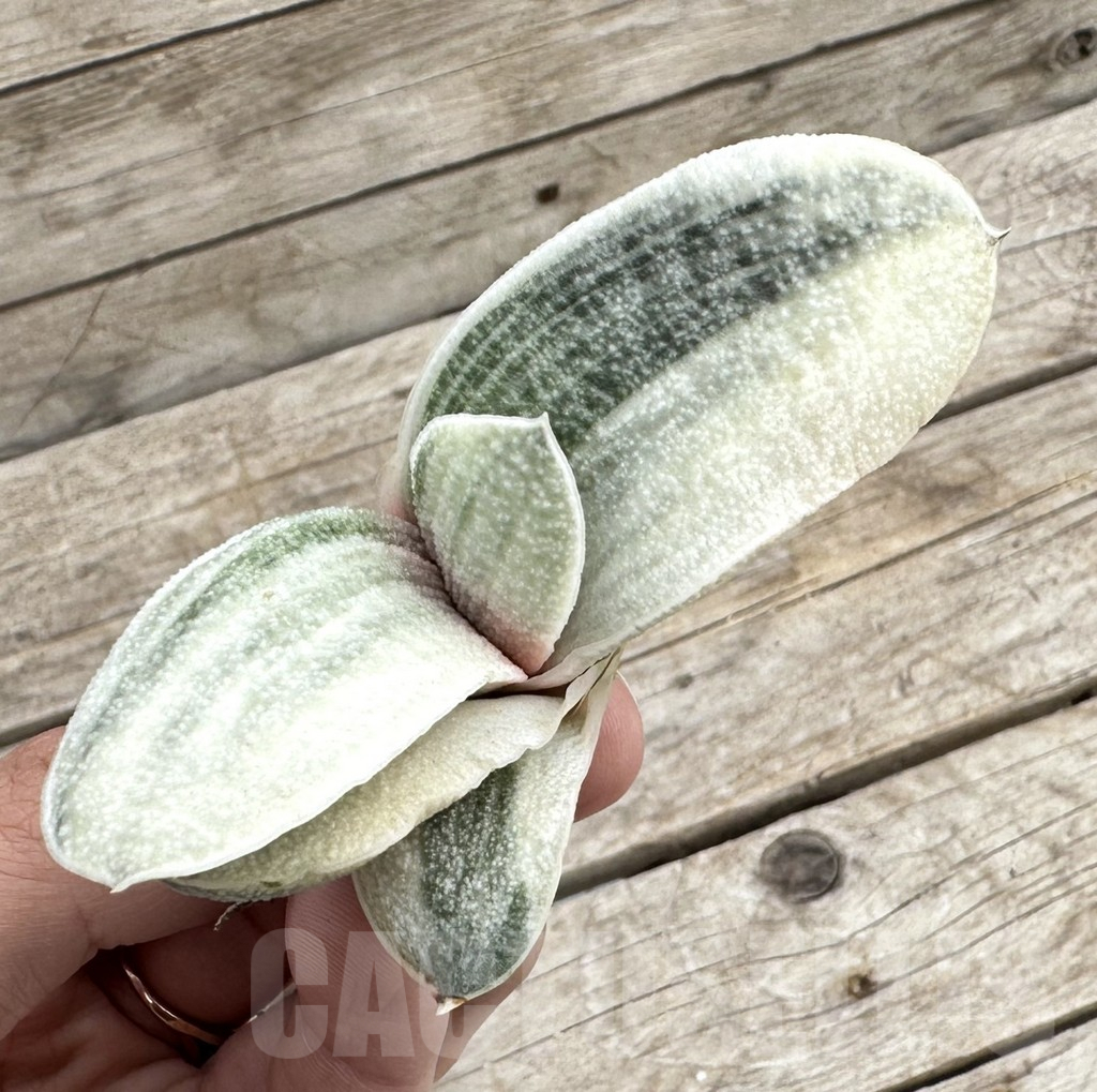 SHPR34051 Gasteria batesiana white