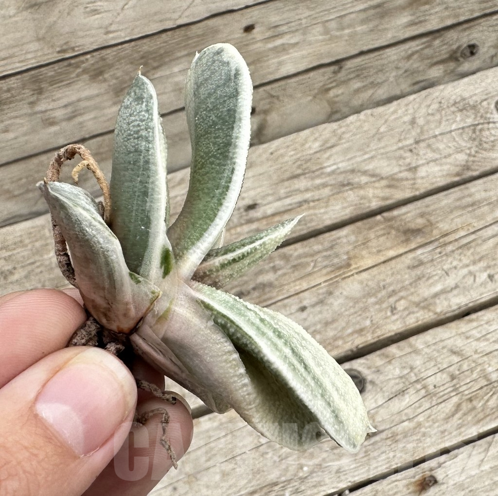 SHPR34051 Gasteria batesiana white - Image 3
