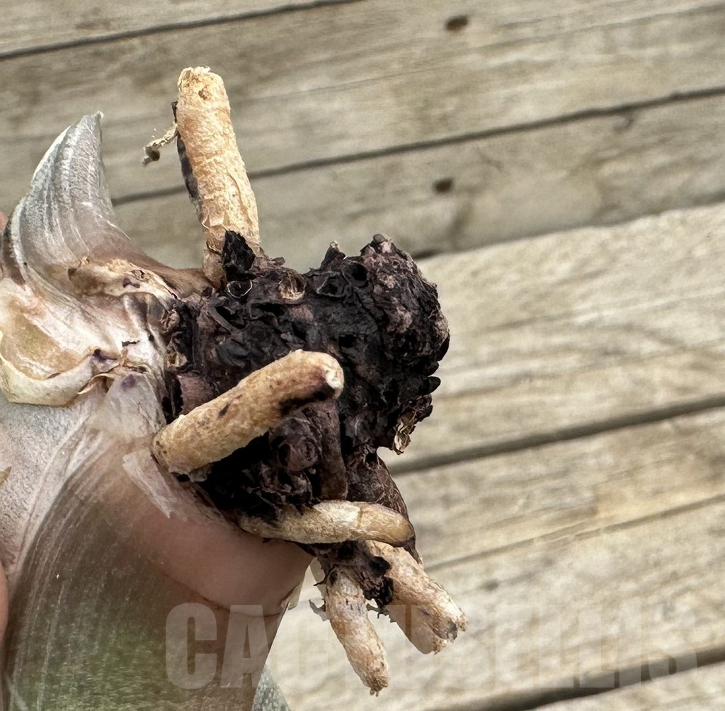 SHPR34052 Gasteria batesiana white - Image 2