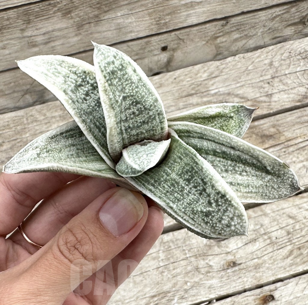 SHPR34052 Gasteria batesiana white