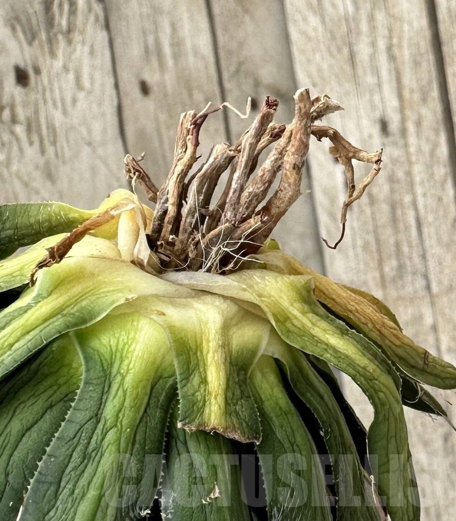 SHPR34054 Agave filifera f. variegata - Obrázek 2