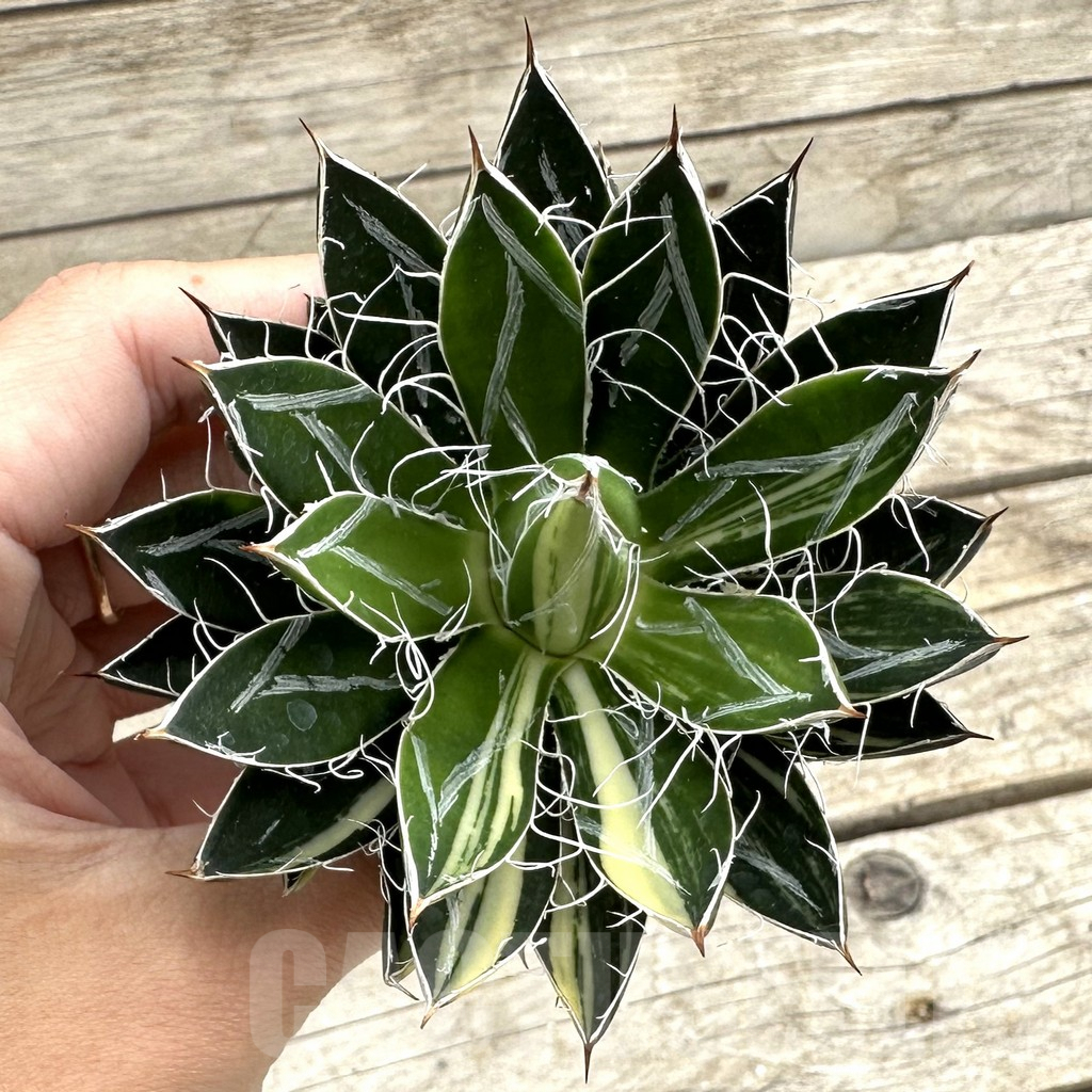 SHPR34054 Agave filifera f. variegata