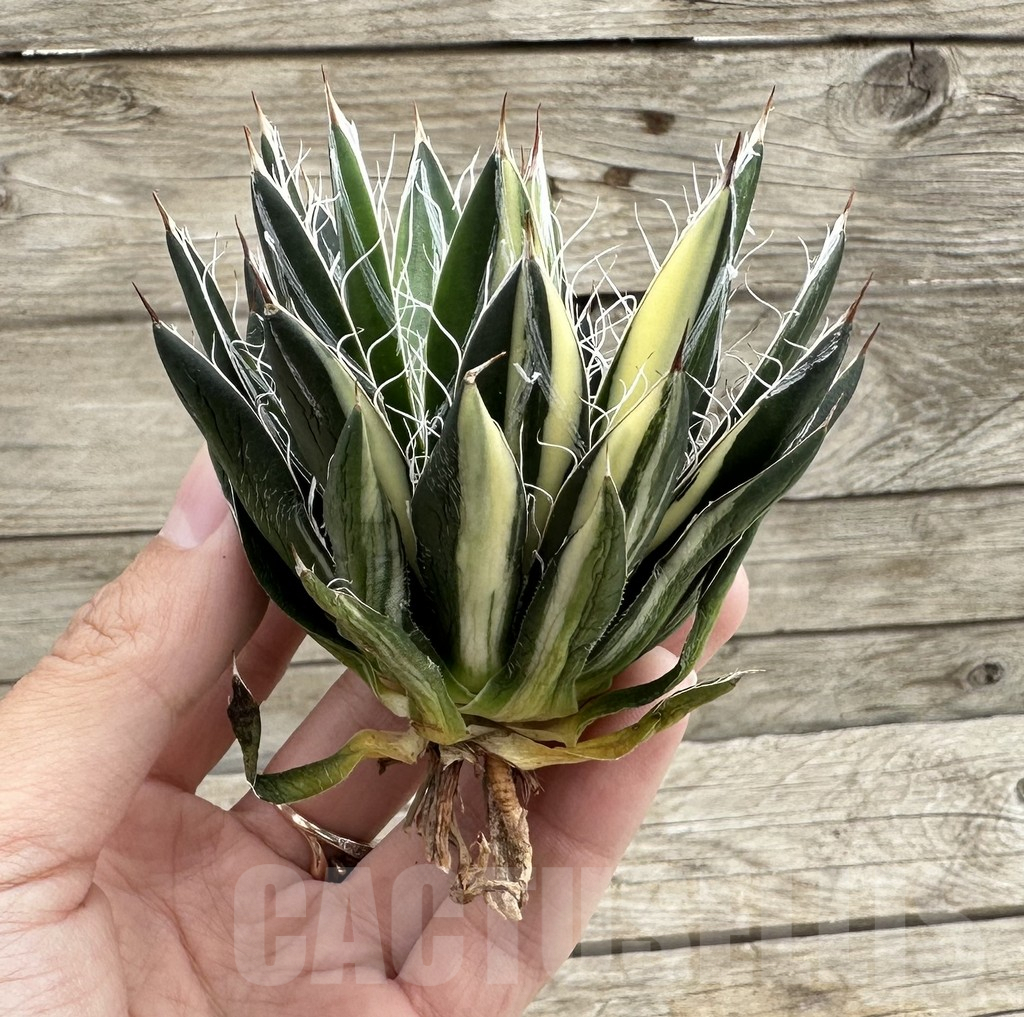 SHPR34054 Agave filifera f. variegata - Obrázek 3