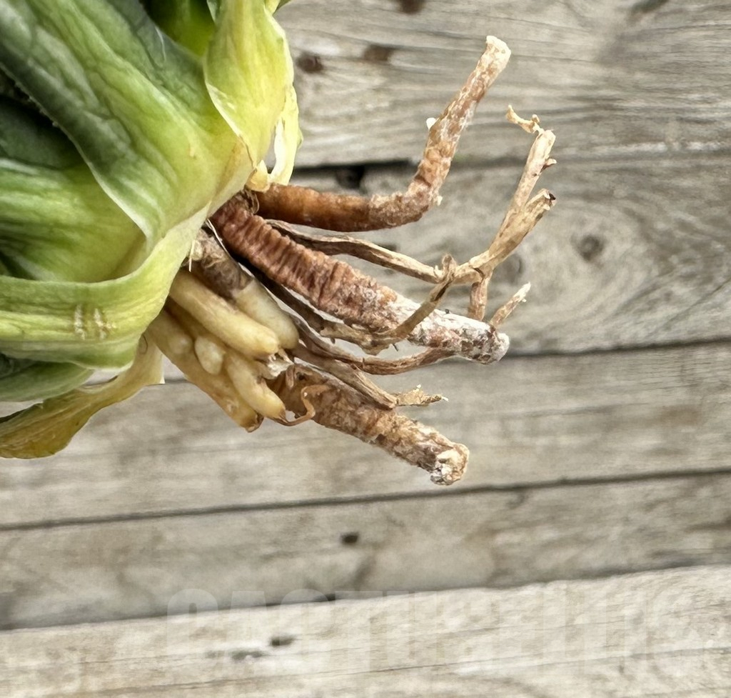 SHPR34055 Agave filifera f. variegata - Image 3