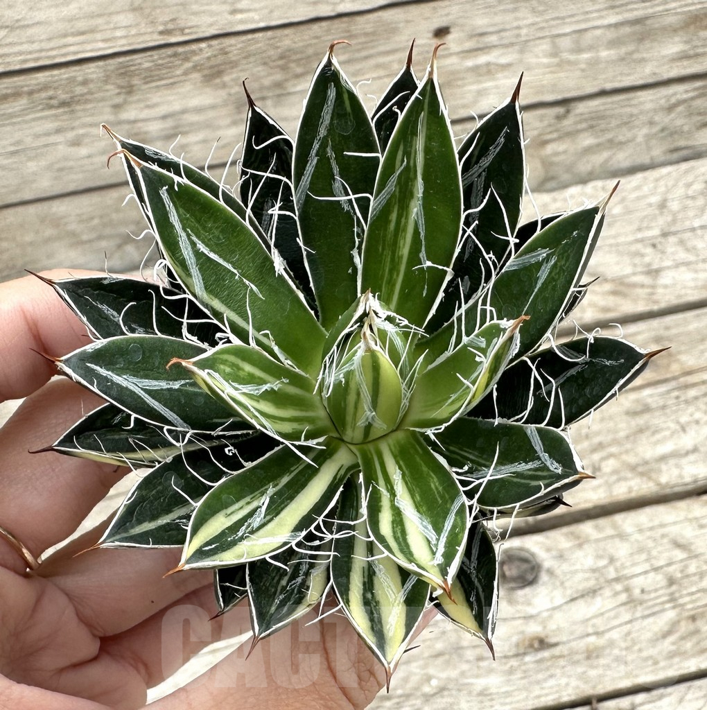 SHPR34055 Agave filifera f. variegata
