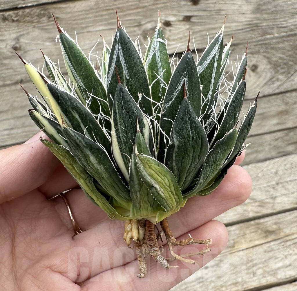 SHPR34055 Agave filifera f. variegata - Image 2