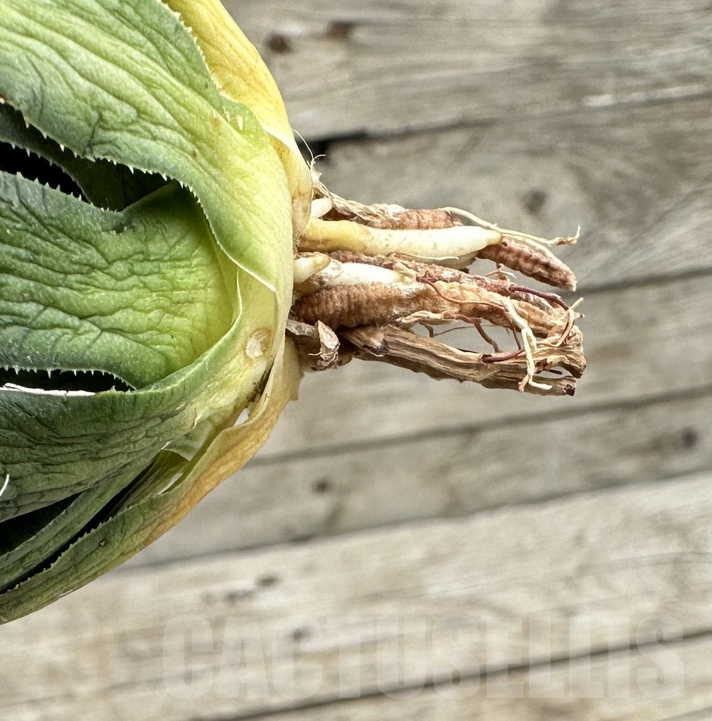 SHPR34056 Agave filifera f. variegata - Image 2