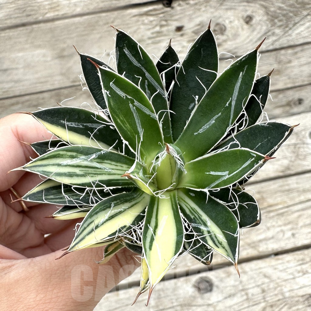 SHPR34056 Agave filifera f. variegata
