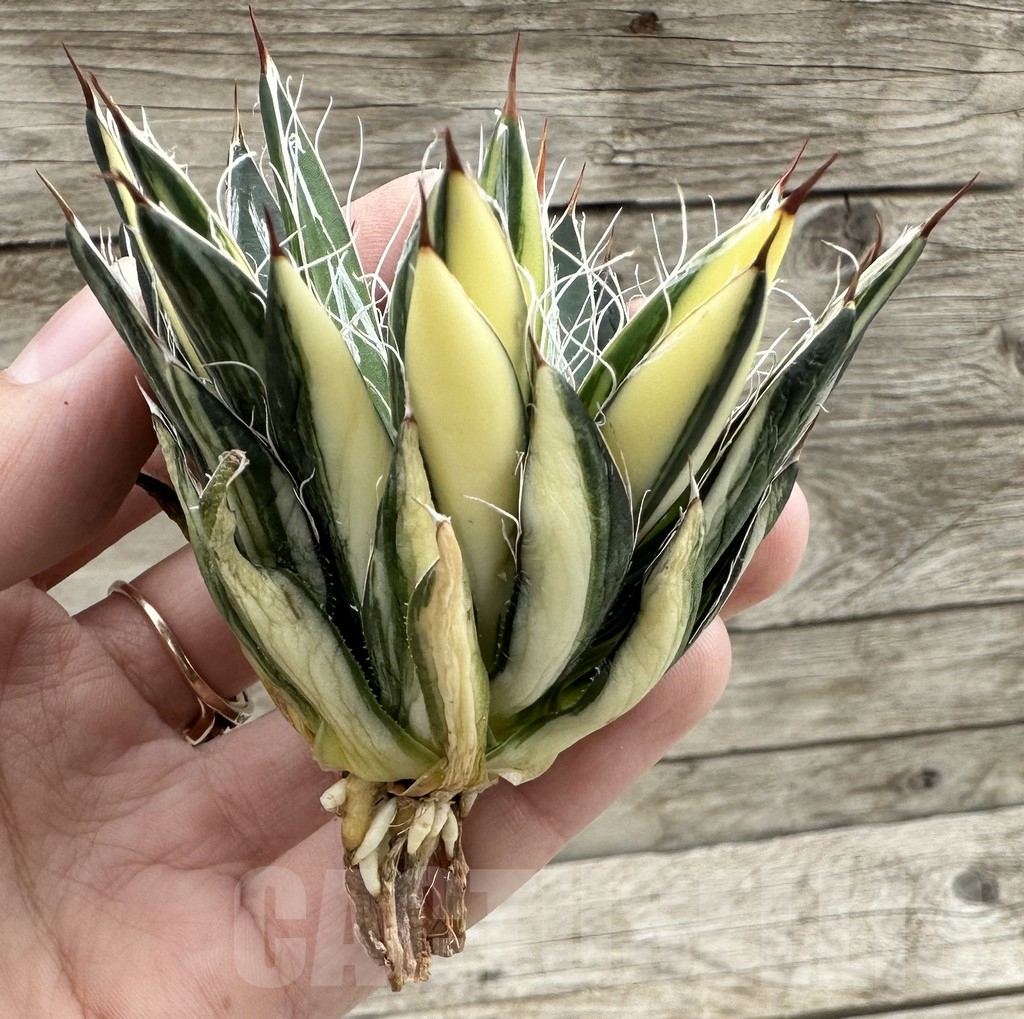 SHPR34056 Agave filifera f. variegata - Image 3