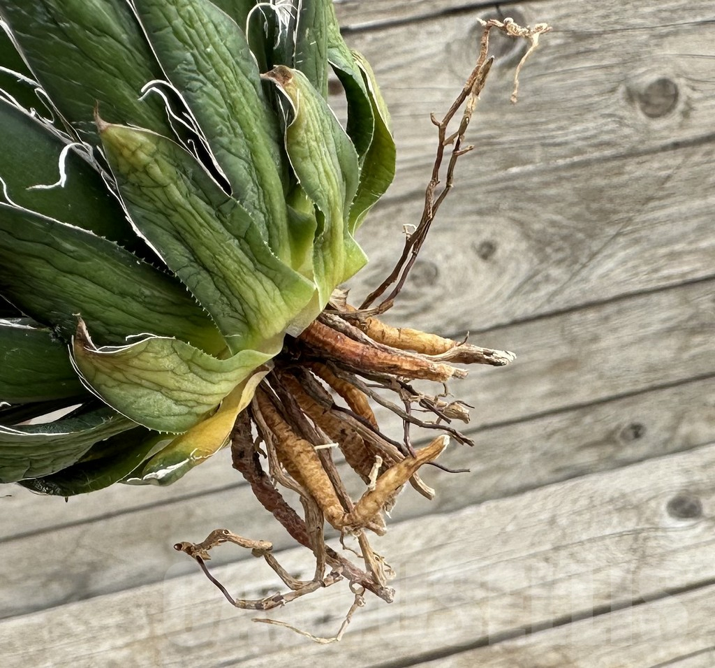 SHPR34058 Agave filifera f. variegata - Зображення 2