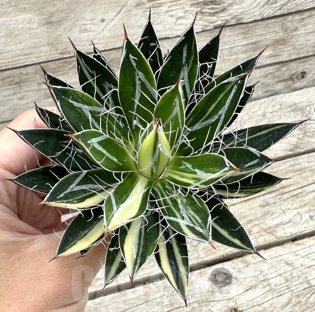 SHPR34058 Agave filifera f. variegata