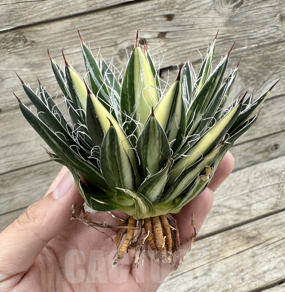 SHPR34058 Agave filifera f. variegata - Зображення 3