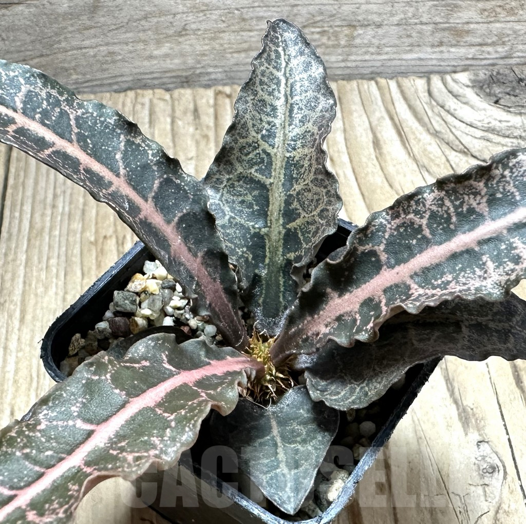 SHPR34111 Euphorbia francoisii hybrid