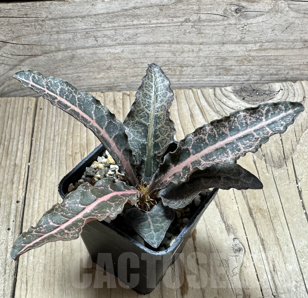 SHPR34111 Euphorbia francoisii hybrid - immagine 2