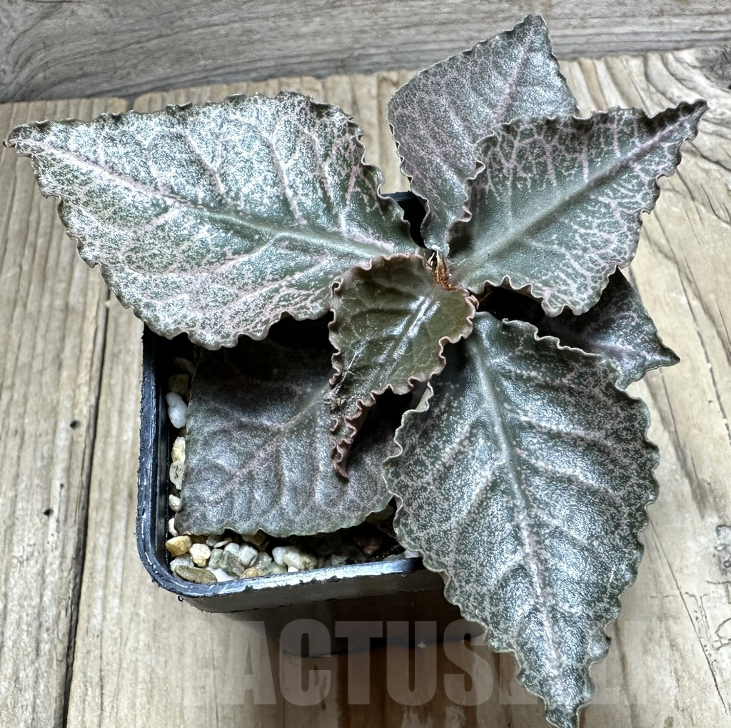 SHPR34112 Euphorbia francoisii hybrid