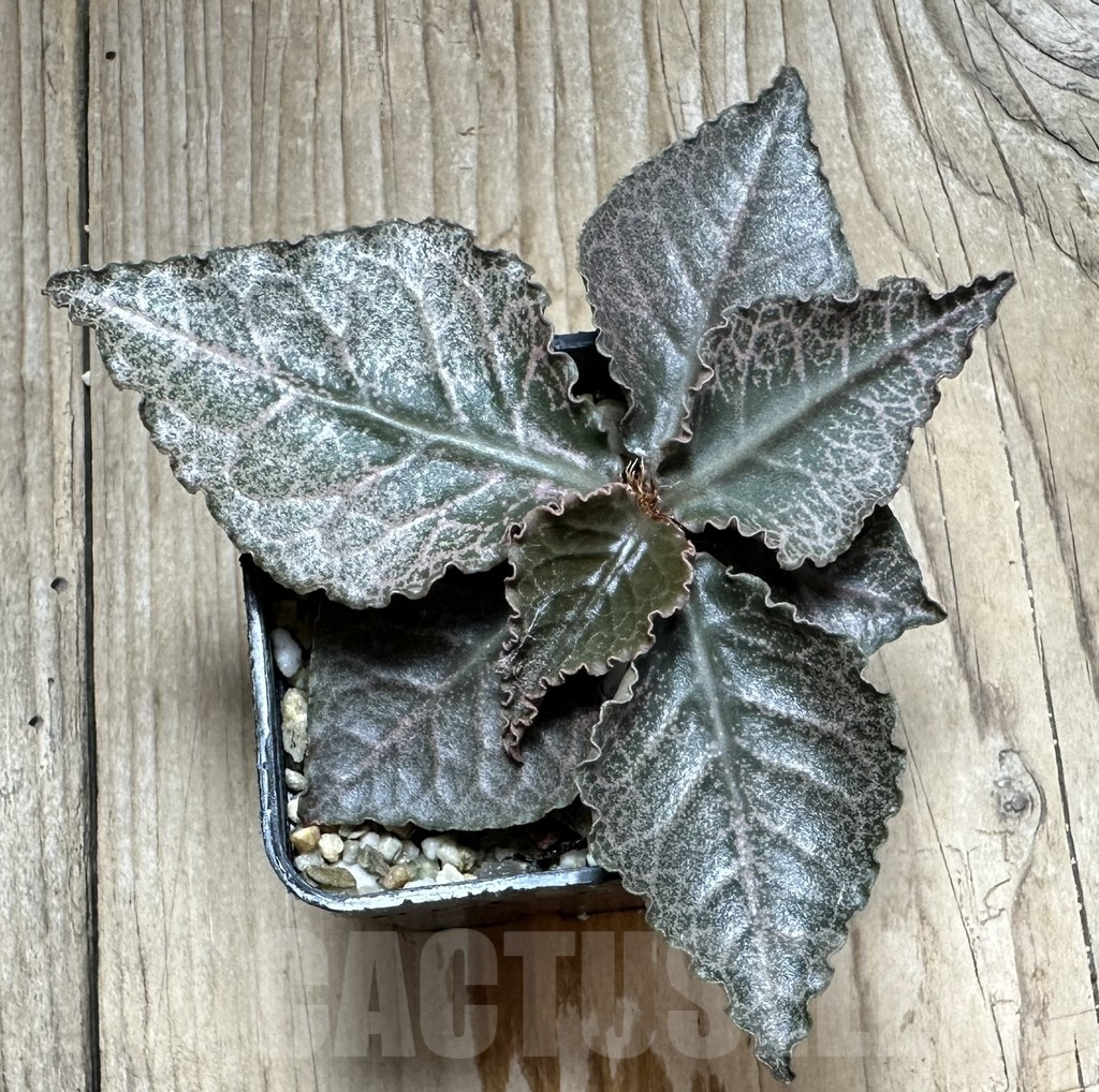 SHPR34112 Euphorbia francoisii hybrid - Image 2