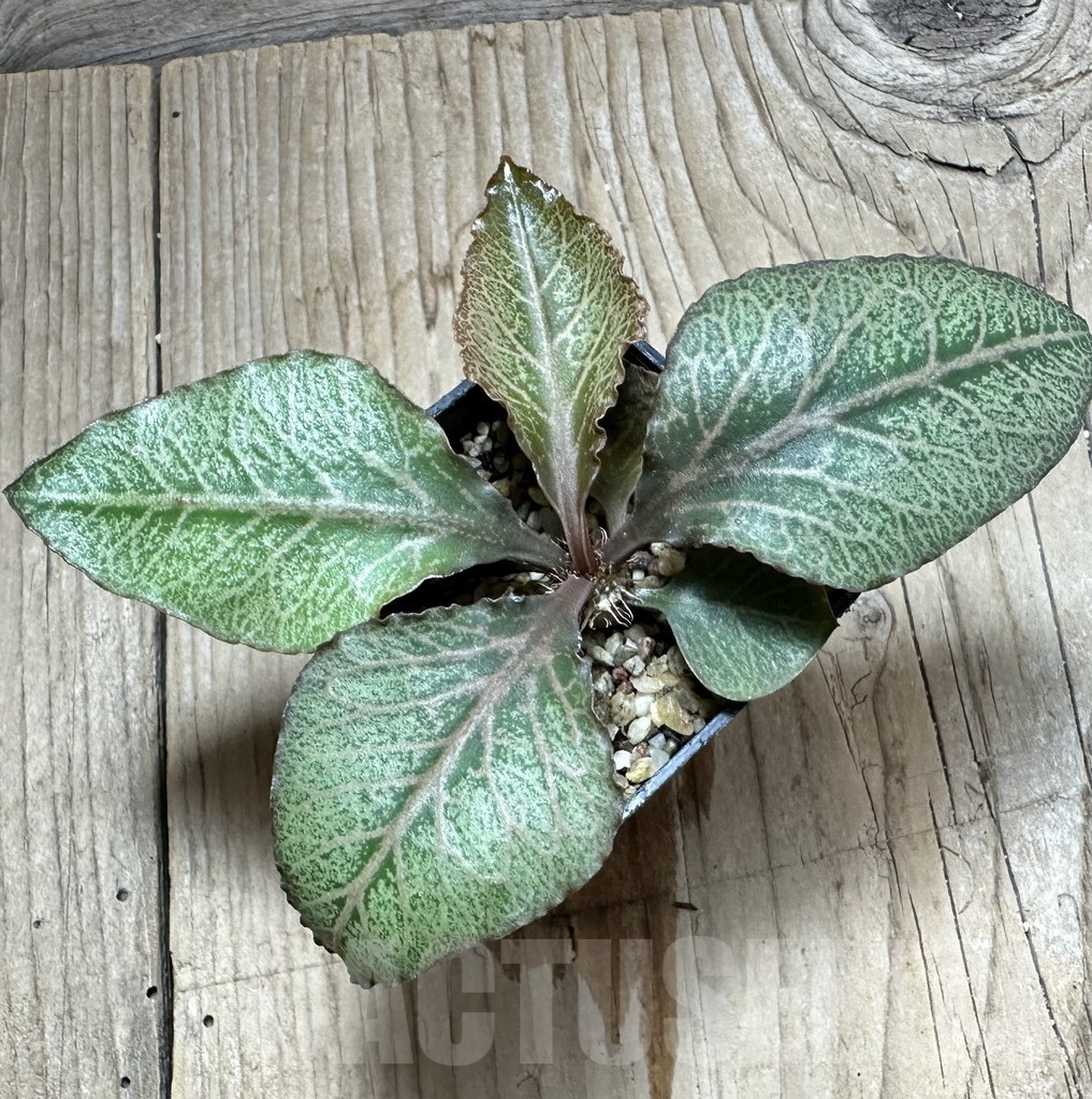 SHPR34120 Euphorbia francoisii hybrid - Image 2