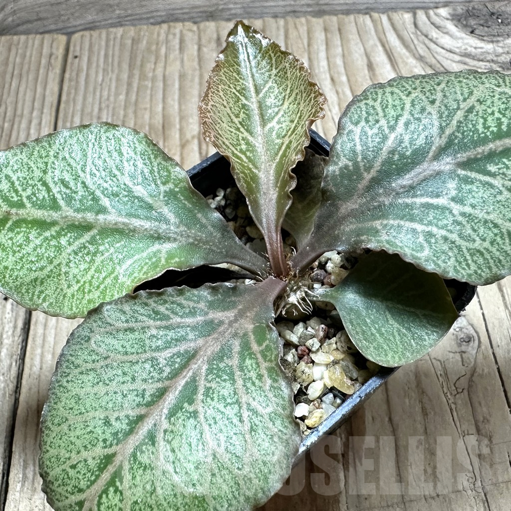 SHPR34120 Euphorbia francoisii hybrid