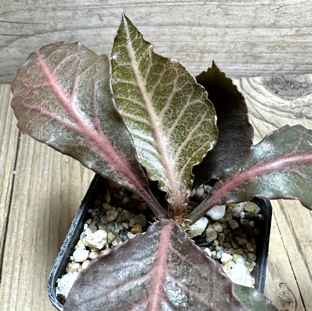 SHPR34121 Euphorbia francoisii hybrid