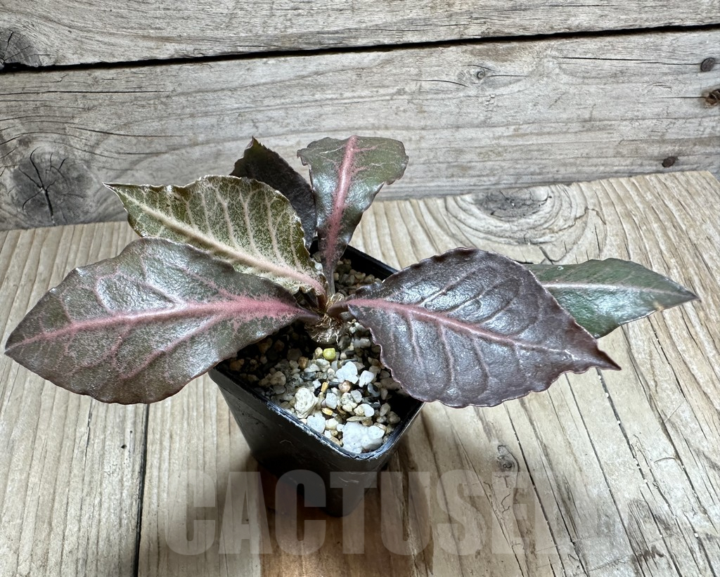 SHPR34121 Euphorbia francoisii hybrid - Зображення 2