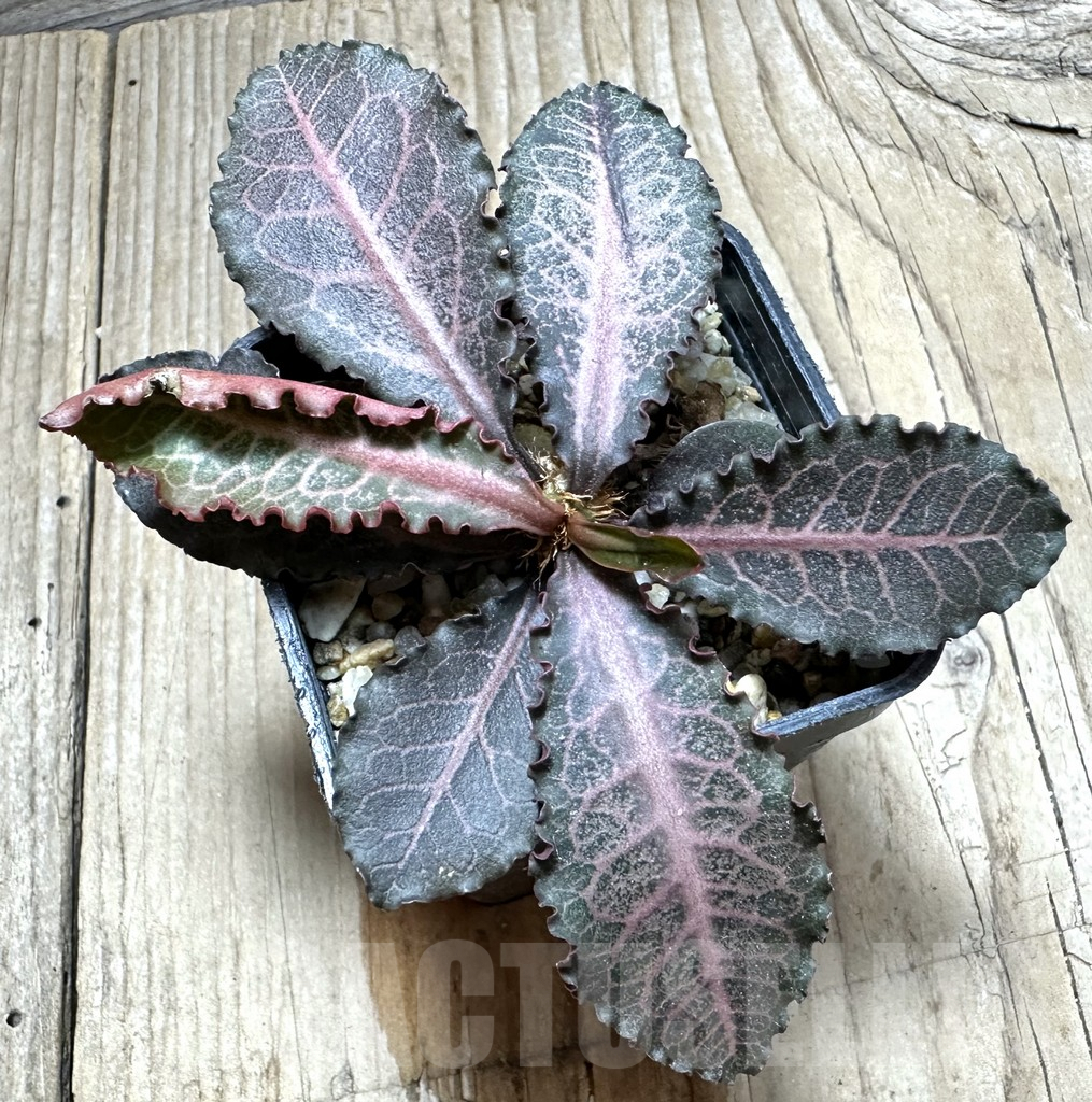 SHPR34124 Euphorbia francoisii hybrid