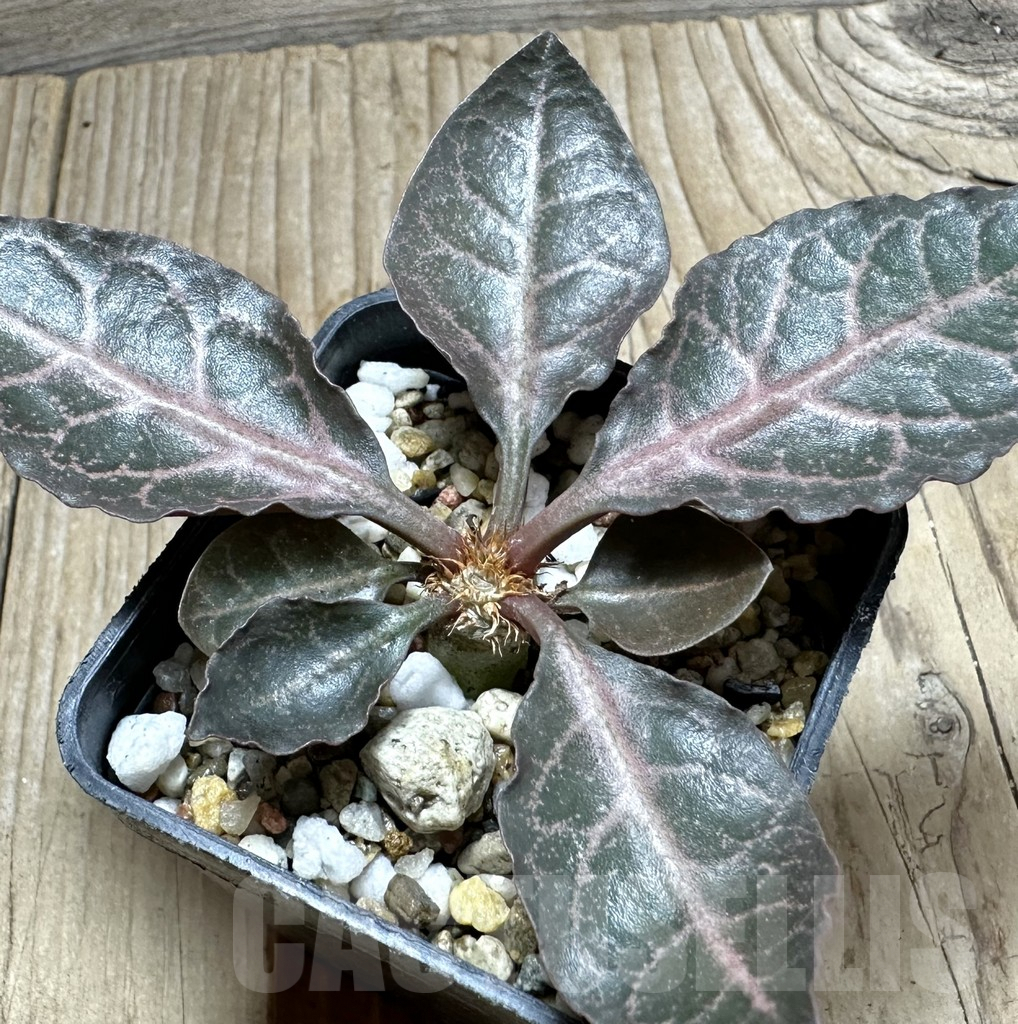 SHPR34126 Euphorbia francoisii hybrid