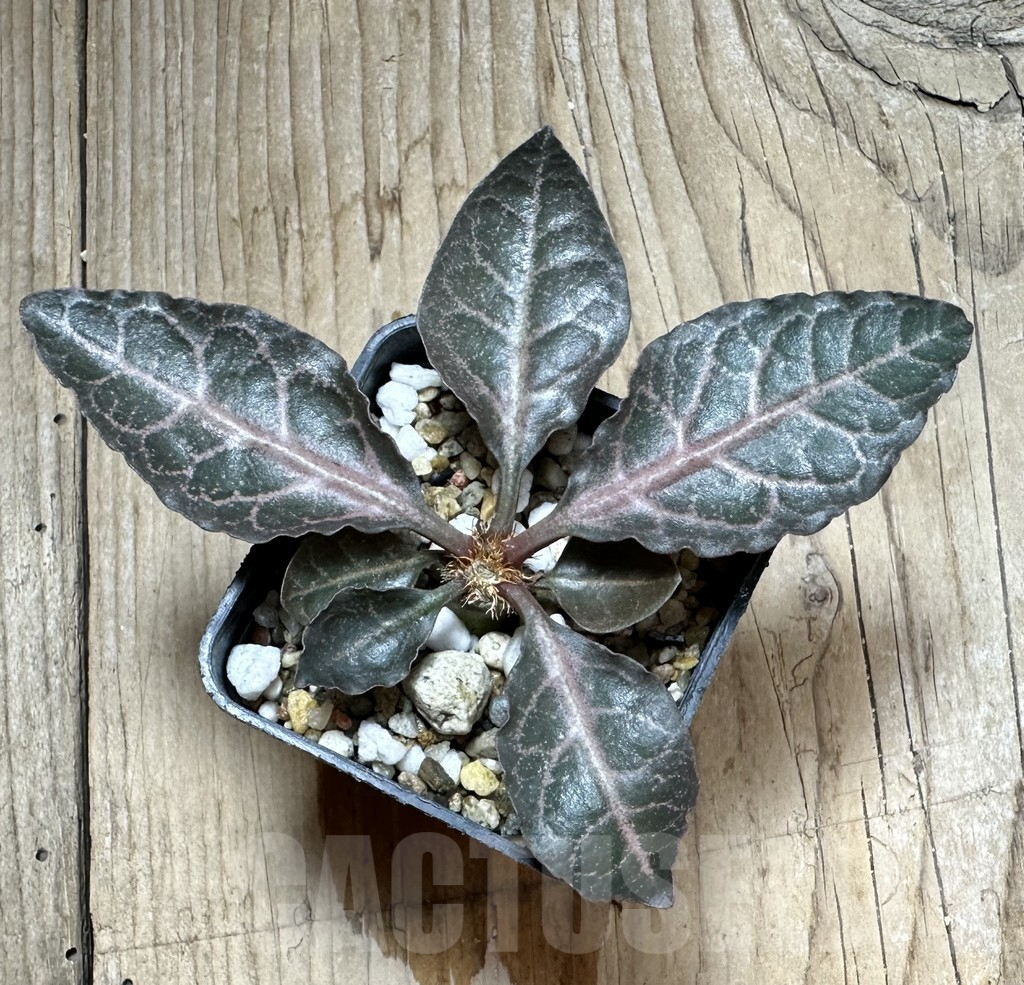 SHPR34126 Euphorbia francoisii hybrid - Image 2