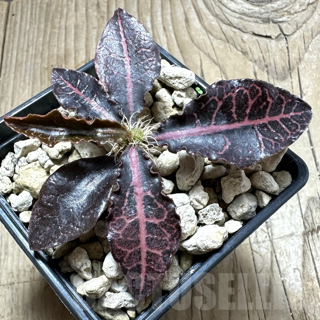 SHPR34127 Euphorbia francoisii hybrid