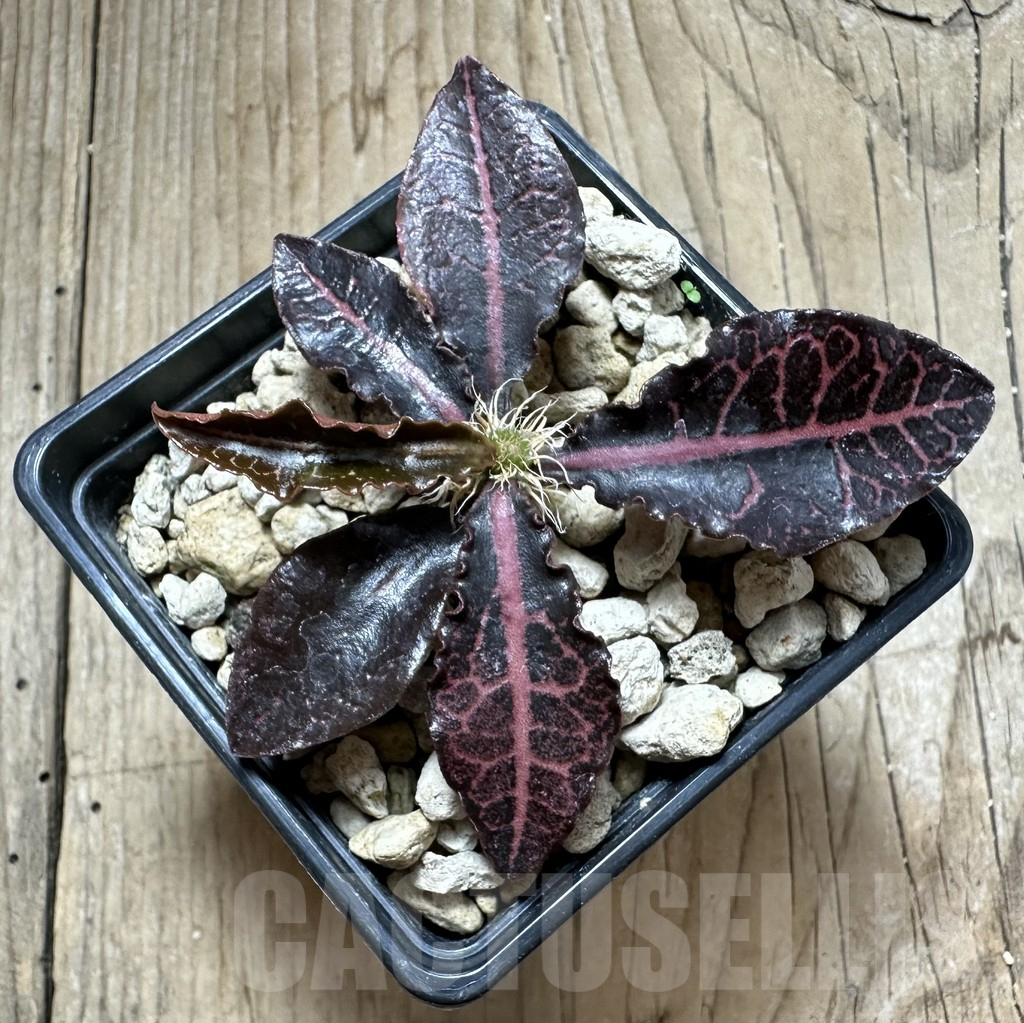 SHPR34127 Euphorbia francoisii hybrid - Image 2