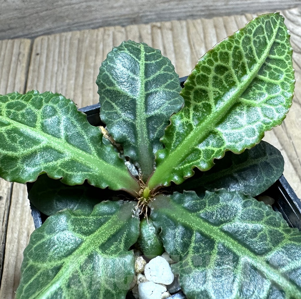 SHPR34128 Euphorbia francoisii hybrid