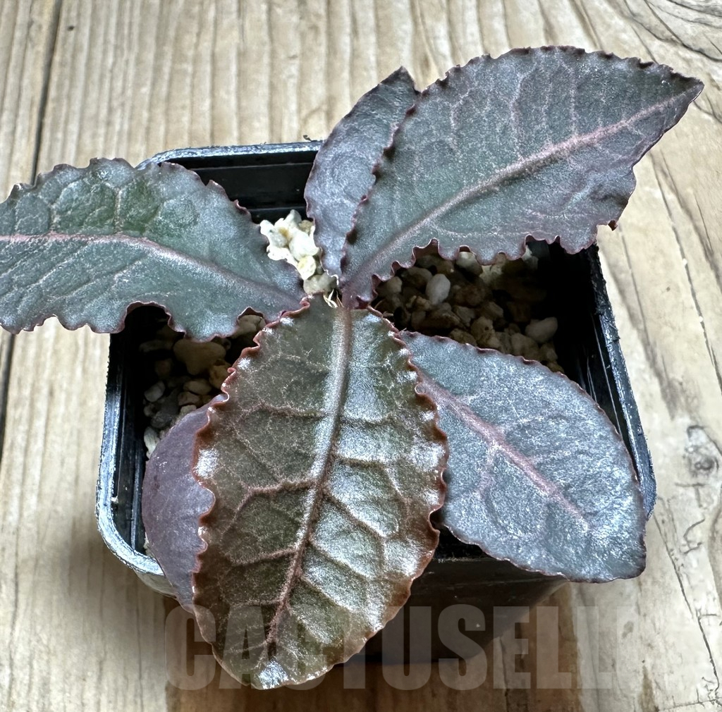 SHPR34132 Euphorbia francoisii hybrid