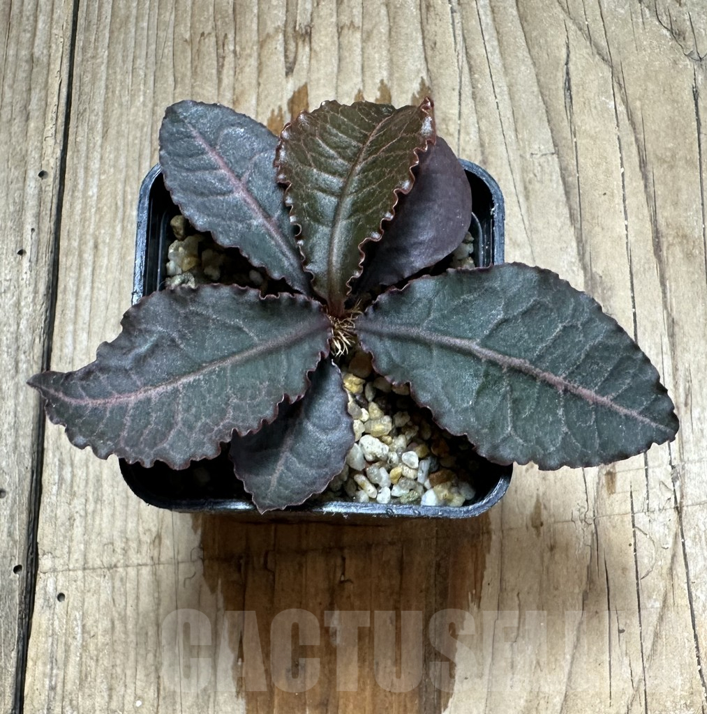 SHPR34132 Euphorbia francoisii hybrid - Image 2