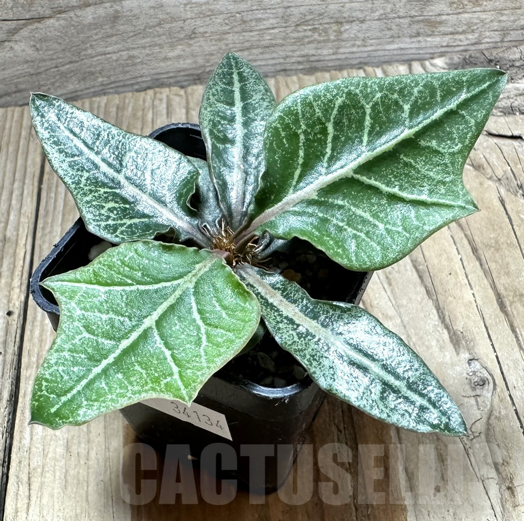 SHPR34134 Euphorbia francoisii hybrid