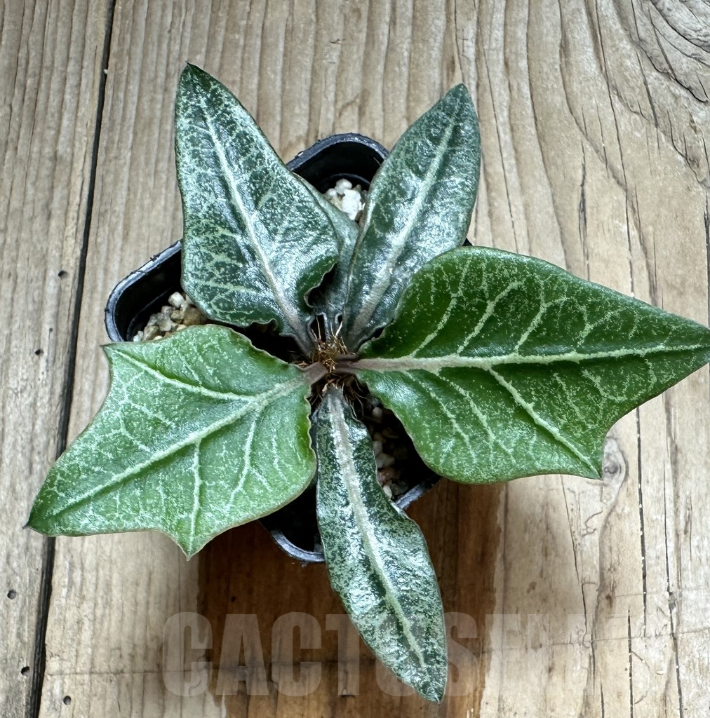 SHPR34134 Euphorbia francoisii hybrid - Obrázek 2