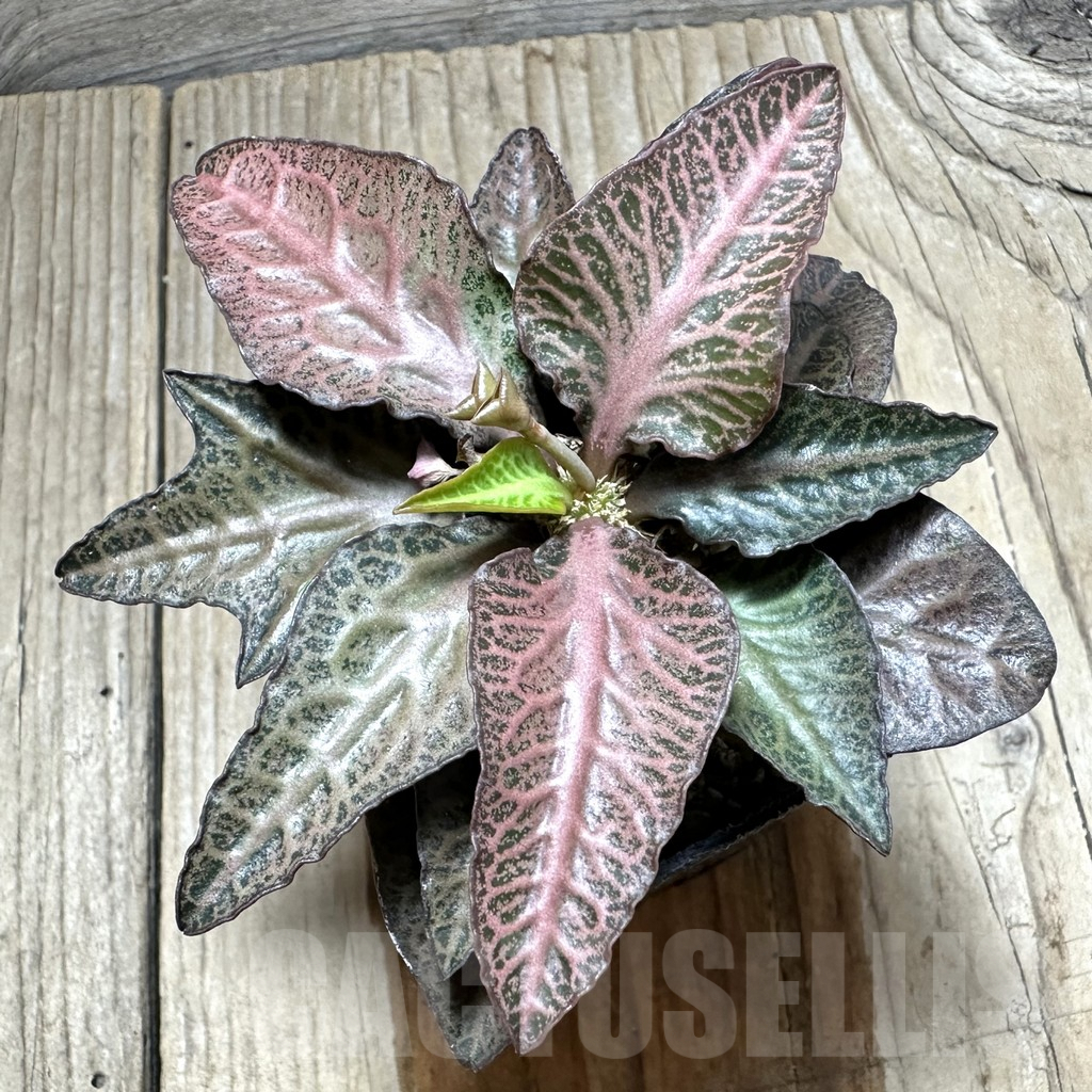 SHPR34135 Euphorbia francoisii hybrid