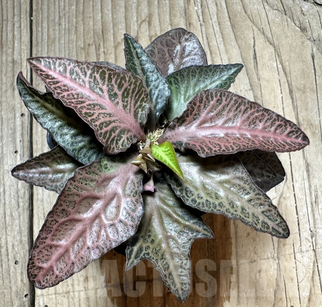 SHPR34135 Euphorbia francoisii hybrid - Imagen 2