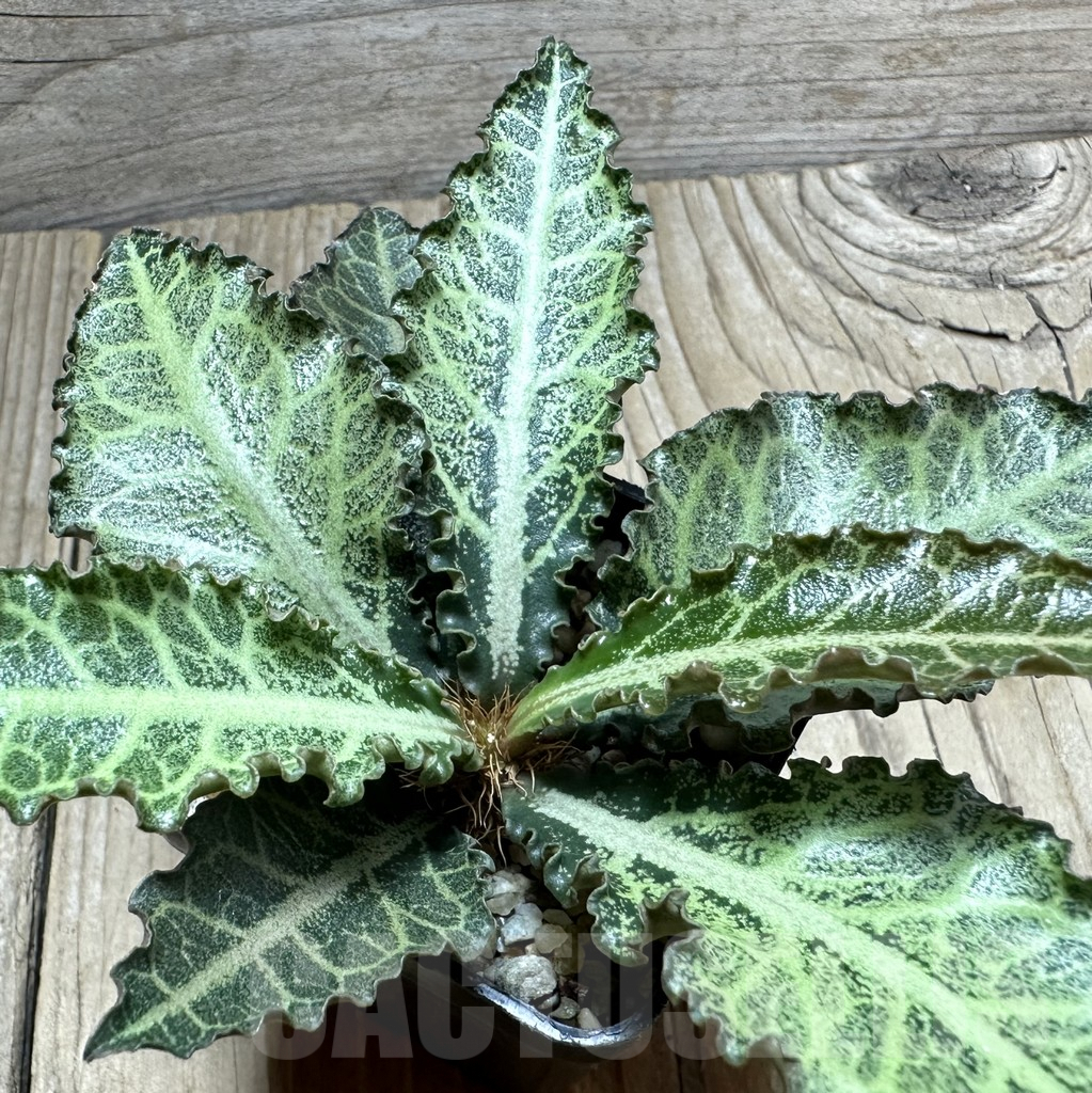 SHPR34136 Euphorbia francoisii hybrid