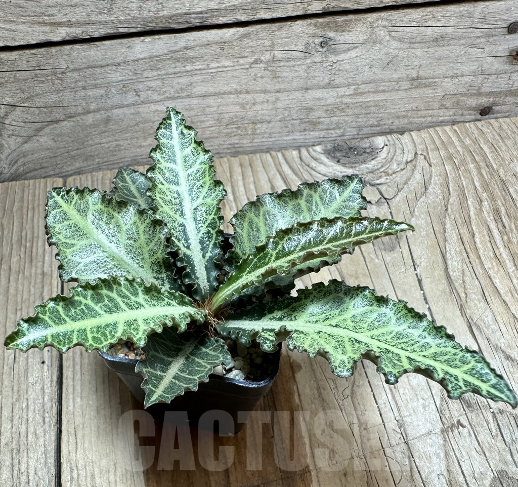 SHPR34136 Euphorbia francoisii hybrid - Imagen 2