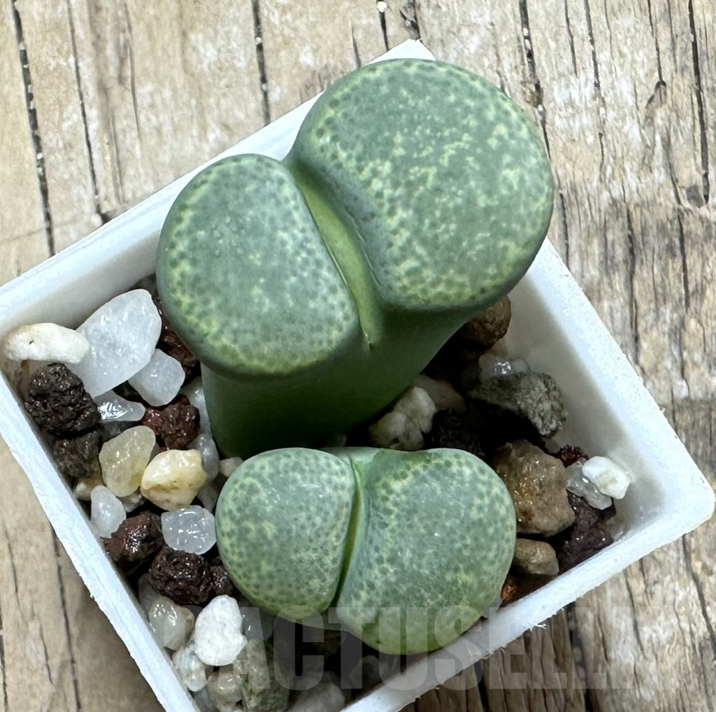 SHPR34144 Lithops terricolor ‘Green’ -Sandpoort, South Africa-