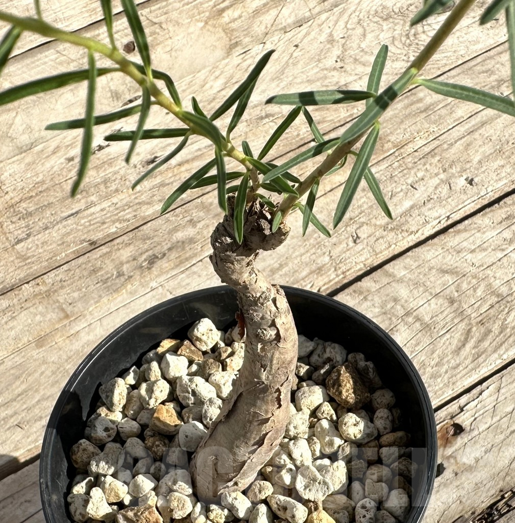 SHPR34170 Euphorbia bongensis