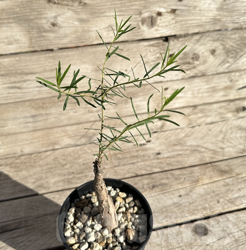 SHPR34170 Euphorbia bongensis - immagine 2