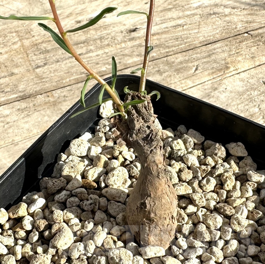 SHPR34171 Euphorbia bongensis