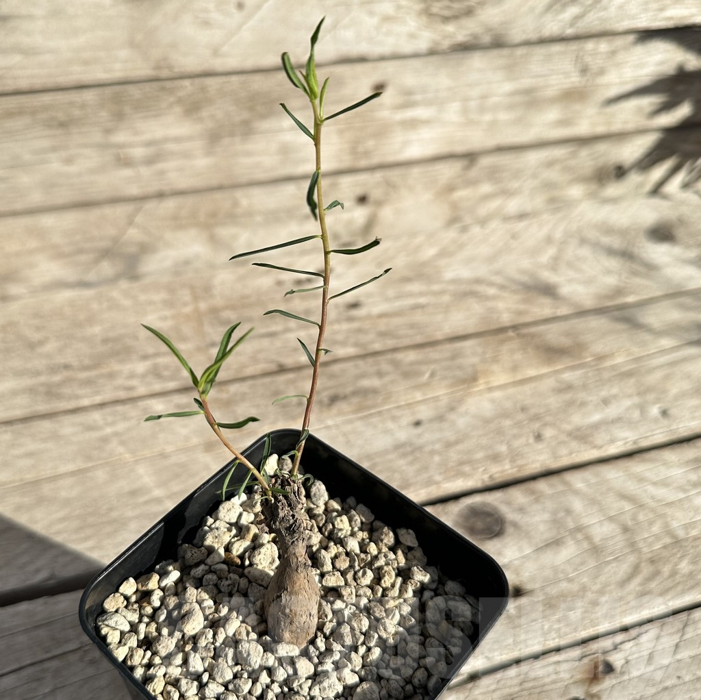 SHPR34171 Euphorbia bongensis - immagine 2