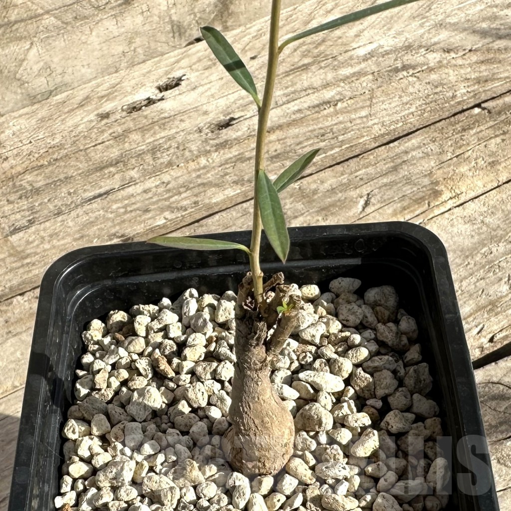 SHPR34172 Euphorbia bongensis