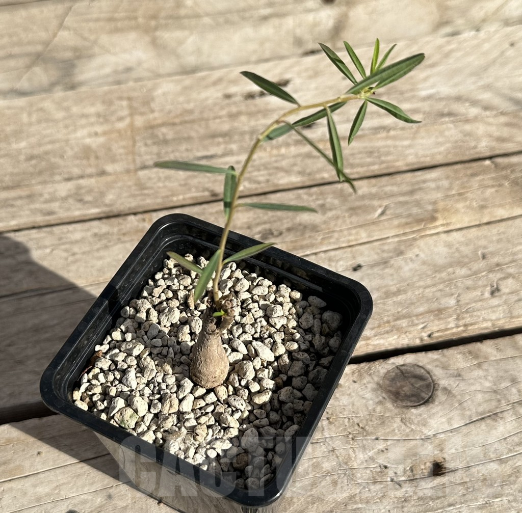 SHPR34172 Euphorbia bongensis - immagine 2