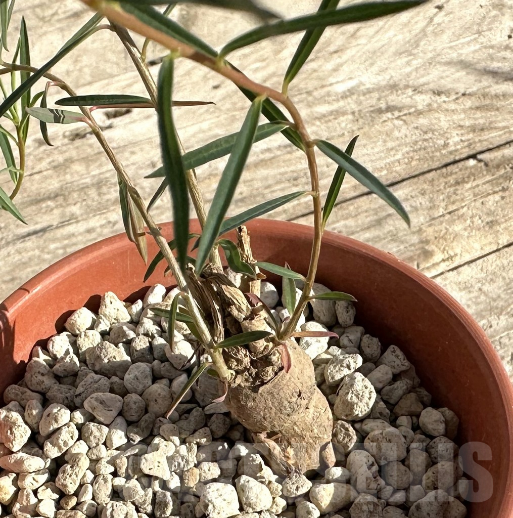 SHPR34173 Euphorbia bongensis