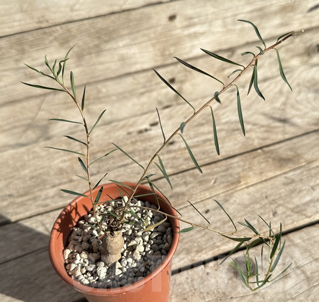 SHPR34173 Euphorbia bongensis - immagine 2