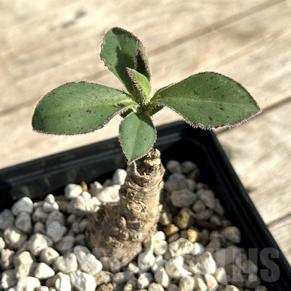 SHPR34174 Monadenium echinulatum ES 21907