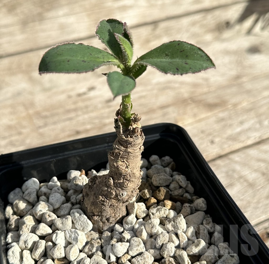 SHPR34174 Monadenium echinulatum ES 21907 - Image 2